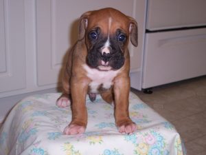 Boxer Dog Named Cash