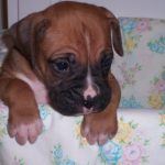 Boxer Dog Named Cash
