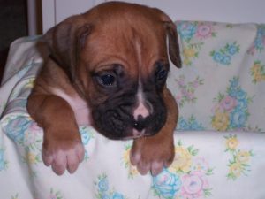 Boxer Dog Named Cash