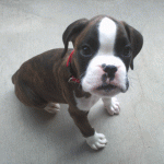 Boxer Dog Named Diesel