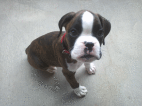 Boxer Dog Named Diesel