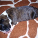 Boxer Dog Named Diesel