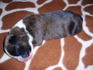 Boxer Dog Named Diesel