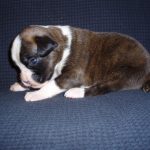 Boxer Dog Named Diesel