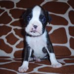 Boxer Dog Named Diesel