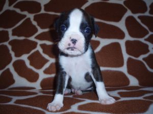 Boxer Dog Named Diesel
