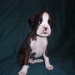 Boxer Dog Named Diesel