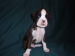 Boxer Dog Named Diesel