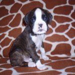 Boxer Dog Named Diesel