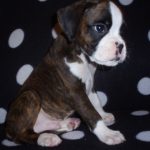 Boxer Dog Named Diesel