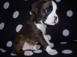 Boxer Dog Named Diesel