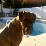 Boxer Dog Named Dude
