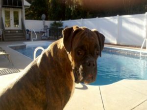 Boxer Dog Named Dude