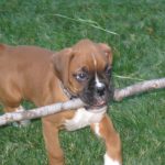 Boxer Dog Named Duncan
