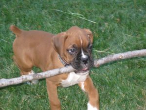 Boxer Dog Named Duncan
