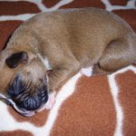 Boxer Dog Named Duncan