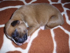 Boxer Dog Named Duncan