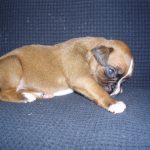 Boxer Dog Named Duncan