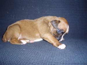 Boxer Dog Named Duncan