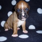 Boxer Dog Named Duncan