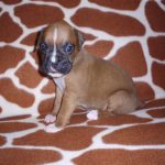 Boxer Dog Named Duncan