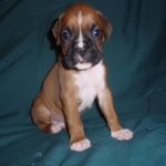 Boxer Dog Named Duncan