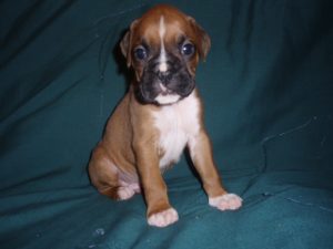 Boxer Dog Named Duncan