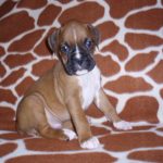 Boxer Dog Named Duncan