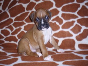 Boxer Dog Named Duncan