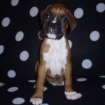Boxer Dog Named Duncan