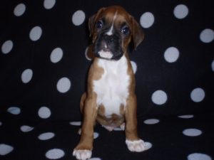 Boxer Dog Named Duncan