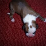 Boxer Dog Named Fonzie