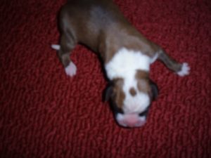 Boxer Dog Named Fonzie