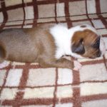 Boxer Dog Named Fonzie