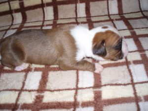 Boxer Dog Named Fonzie