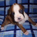 Boxer Dog Named Fonzie