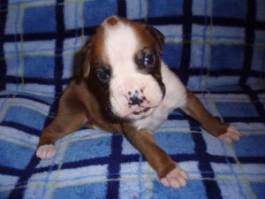 Boxer Dog Named Fonzie