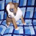 Boxer Dog Named Fonzie