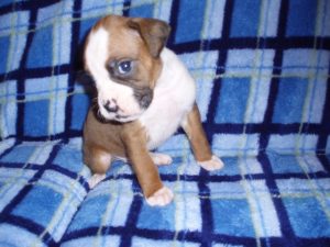 Boxer Dog Named Fonzie