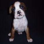 Boxer Dog Named Fonzie