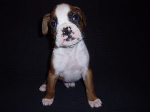 Boxer Dog Named Fonzie