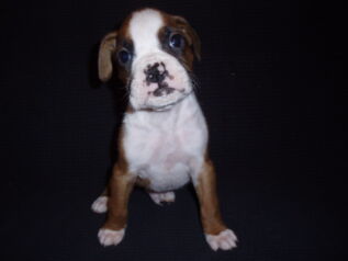 Boxer Dog Named Fonzie