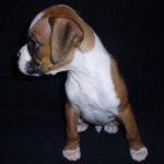 Boxer Dog Named Fonzie