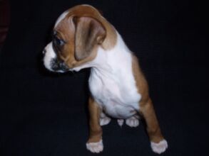 Boxer Dog Named Fonzie