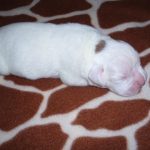 Boxer Dog Named Gunner