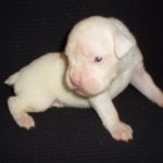 Boxer Dog Named Gunner