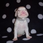 Boxer Dog Named Gunner
