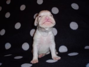Boxer Dog Named Gunner