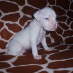 Boxer Dog Named Gunner