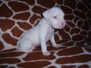 Boxer Dog Named Gunner